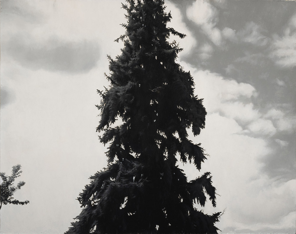 Andrew Shears, Laura's Tree