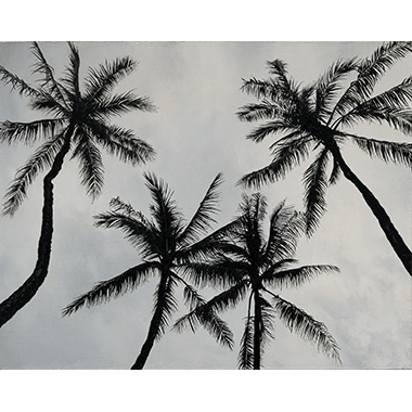 Andrew Shears, Palms