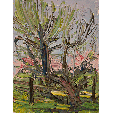 Louisa McElwain, Apple Tree